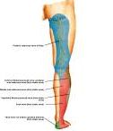 Anatomie: heup,bovenbeen,knie,onderbeen,enkel,voet,acetabulum,collum femoris,trachanter,femur,epicondyl,meniscus,kruisband,cruciate ligament,patella,knieschijf,tibia,fibula,malleolus,talus,calcaneus,tarsus,metatarsus,phalanx,falanx,quadriceps femoris,rectus femoris,sartorius,tensor fasciae latae,tractus iliotibialis,biceps femoris,gastrocnemius,semimembranosus,semitendinosus,soleus,suralis,vena saphena parva,vena saphena magna,sciatic,ischiadicus,peronea